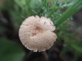 Pilz wuchs auf dem Boden und Gras foto