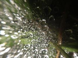 Tautropfen liegen auf einem Spinnennetz foto