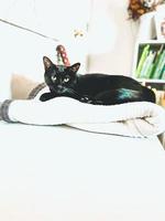 schwarze katze auf weißem bett foto