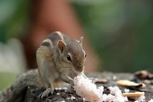 hungriges Eichhörnchen, das Nahrungsmittelbild isst foto