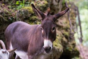 Esel im Wald foto