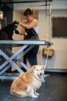 Haustierfriseurfrau, die Pelz des netten schwarzen Hundes schneidet foto