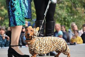 st. petersburg, russland, 2021 - 9. jährliche wursthundparade in st. petersburg, russland. Das diesjährige Thema ist Zirkus. foto