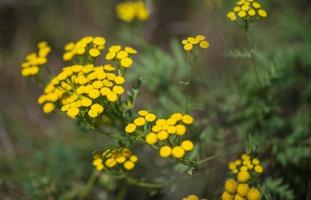 gelbe Rainfarnblüten Tanacetum vulgare, gewöhnlicher Rainfarn, bitterer Knopf, Kuhbitter oder goldene Knöpfe. frische kräuter - wilde heilpflanze auf wiese. Wildblumen. foto