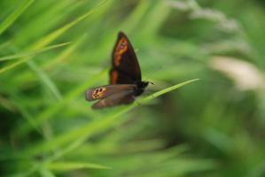 Brauenschmetterling im Gras foto