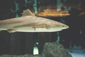 Hai im Aquarium schwimmen foto