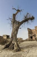 mediterraner trockener olivenbaum, spaghetti-western-drehort, trockener olivenbaum in der wüste, einsamkeit foto