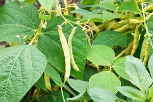 reife Hülsen der gemeinen Bohne im Garten foto