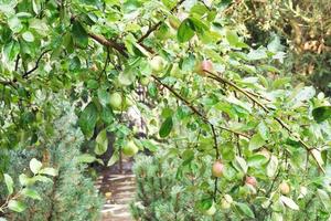 Apfelbaumzweig mit reifen Früchten über Weg foto