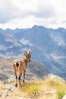 ein weiblicher Steinbock in den italienischen Voralpen foto