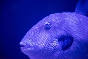 Fische schwimmen im Aquarium foto