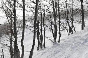 Blick auf die Winterlandschaft foto