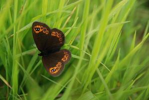 Brauenschmetterling im Gras foto