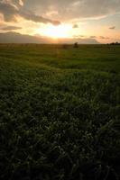 schöner sonnenuntergang in der natur foto