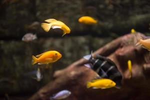 Aquarium mit bunten Fischen foto