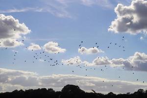 ein großer Schwarm schwarzer Krähenvögel vor einem wunderschönen Himmel. foto