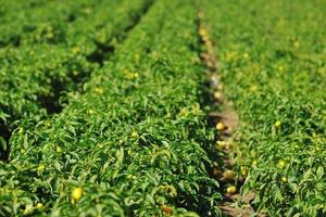 frische Bio-Paprikaschoten foto