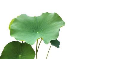 isolierte seerosen- oder lotuspflanzen mit beschneidungspfaden. foto
