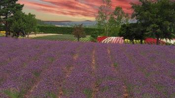 lavendelfelder blühen in hokkaido japan zum entspannen im sommer oder frühling. foto