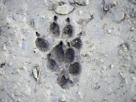 Wolfspfotenabdruck auf Schlamm foto