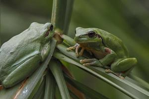 Europäischer Laubfrosch aus nächster Nähe foto