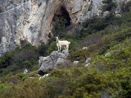 Bergziege auf Felsen in Sardinien foto