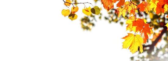 bunte helle Blätter isoliert auf weißem Hintergrund foto