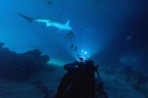 Tauchen in von Haien verseuchtem Wasser bei Nacht auf Alimatha Malediven foto