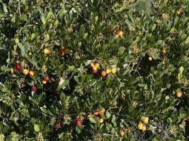 Erdbeerobstbaum in Ligurien, Italien foto