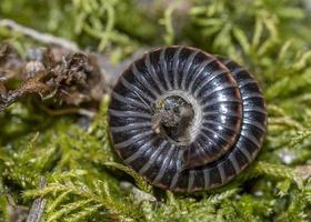 Julidae Tausendfüßler Nahaufnahme Makro foto