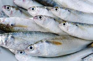 frischer Meerbarbenfisch zum Kochen foto