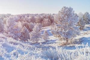 Winterlandschaft mit einer sonnendurchfluteten Waldmulde. foto