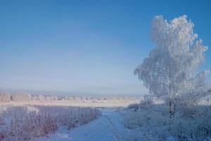 sonnige winterlandschaft mit baum und feld mit raureif bedeckt. foto