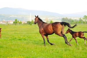 Pferd Naturansicht foto