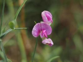 Cicerchia-Gras wilde Erbsenblume foto
