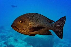 Yellow Snapper Lutjanidae beim Tauchen auf den Malediven foto