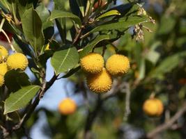 Erdbeerobstbaum in Ligurien, Italien foto