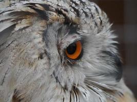 Sibirischer Uhu Bubo Sibiricus Nahaufnahme Augen Porträt foto