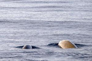 Mutter und Baby Kalb Cuvier Gans Schnabelwal Delphin Ziphius Cavirostris foto