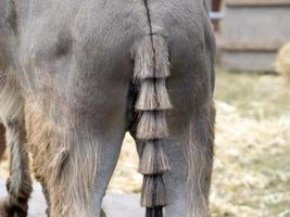 Eselschwanz bei der Tierschauparade foto