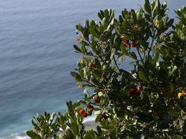 Erdbeerobstbaum in Ligurien, Italien foto