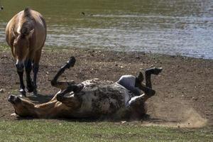 Przewalski-Pferdeporträt im Sommer foto