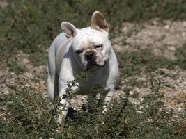 glückliches Porträt der weißen französischen Bulldogge foto