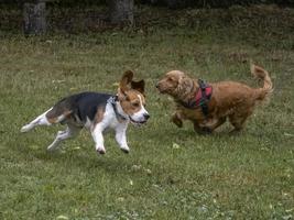 Beagle-Welpen, der mit englischem Cockerspaniel im Gras läuft foto