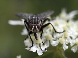 Fliegen Sie auf Makro der weißen Blume foto