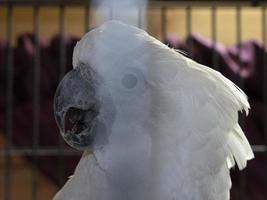 Cacatua-Vogel in einem Käfig foto