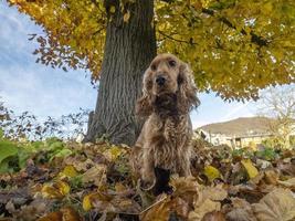 Happy Hündchen Cocker Spaniel im Herbstlaub foto