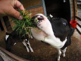 junges Kuhkalb, das Gras aus menschlicher Hand isst foto