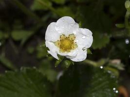 Erdbeerblüte Nahaufnahme Makro nach dem Regen foto