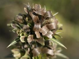 morina longifolia quirlblume pflanze blume aus nächster nähe foto